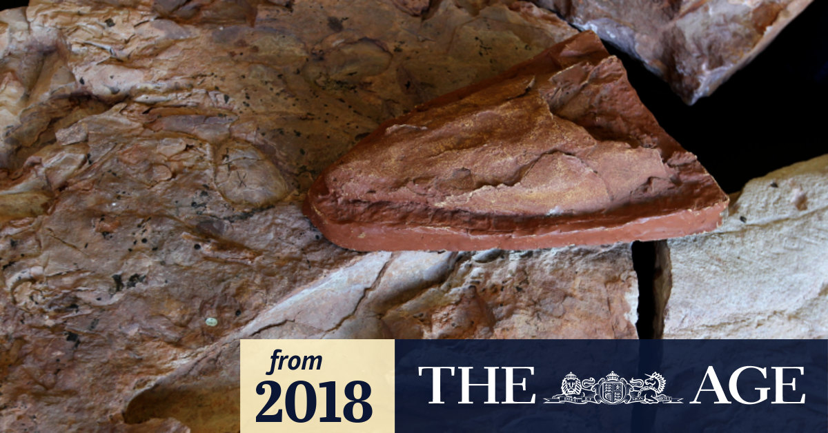 South African fossils rewrite early history of life on land